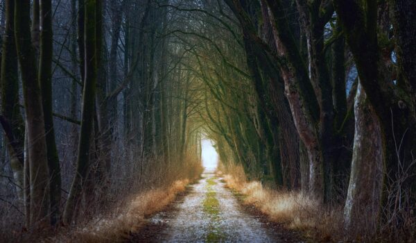 A columna vertebral e a estrada: Antonio Machado e o ensino do budismo zen